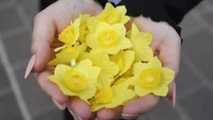 Deň narcisov, foto TASR