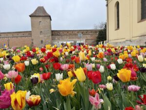 Tulipánový záhon pri Františkánskom kostole, foto Trnava Report